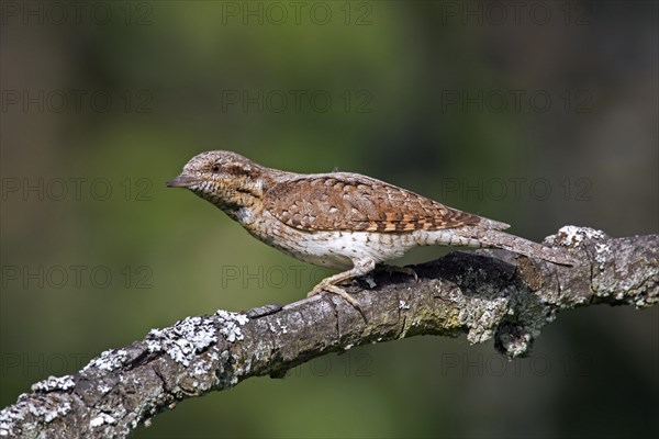 Eurasian wryneck