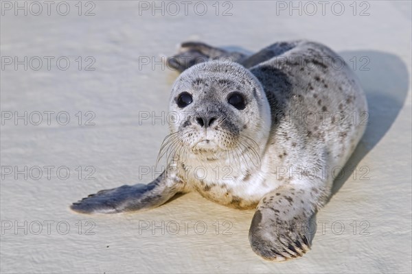 Orphaned common seal