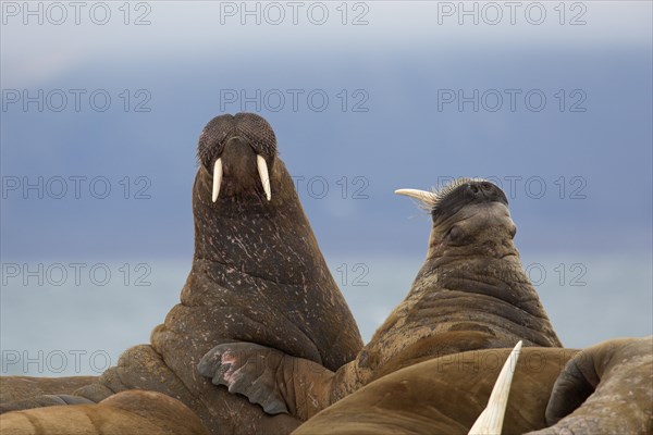 Group of male walruses