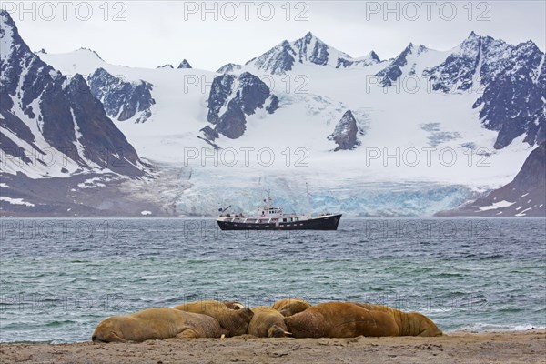 Group of walruses