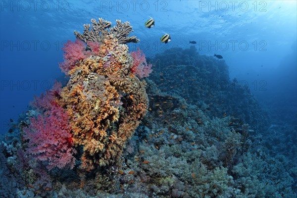Coral block on coral reef