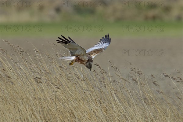 Western marsh harrier