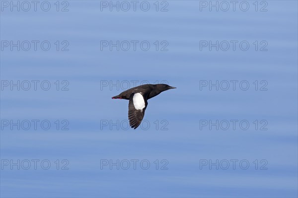 Black guillemot