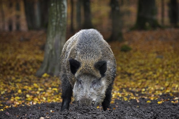 Wild boar