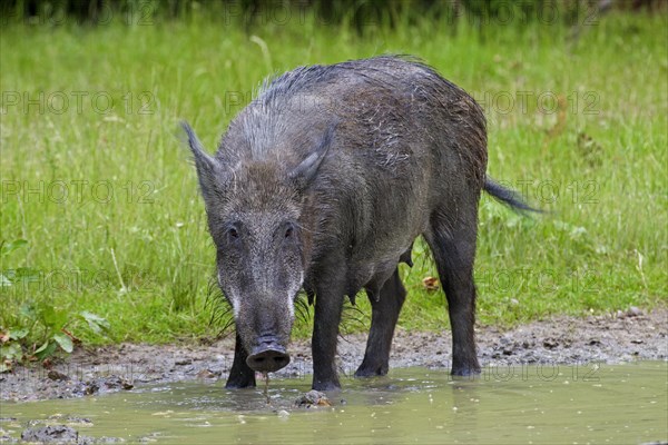 Wild boar