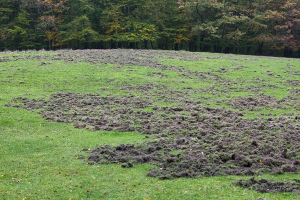 Ruined grassland at forest edge