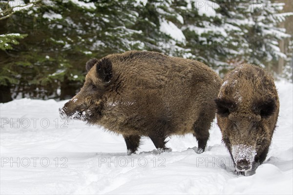 Two wild boars