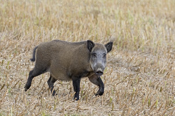 Wild boar