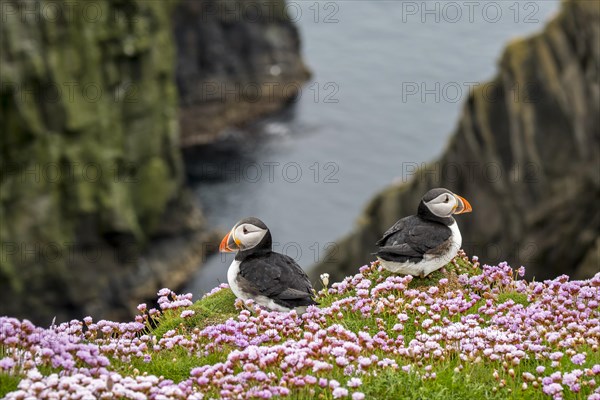 Two Atlantic puffins