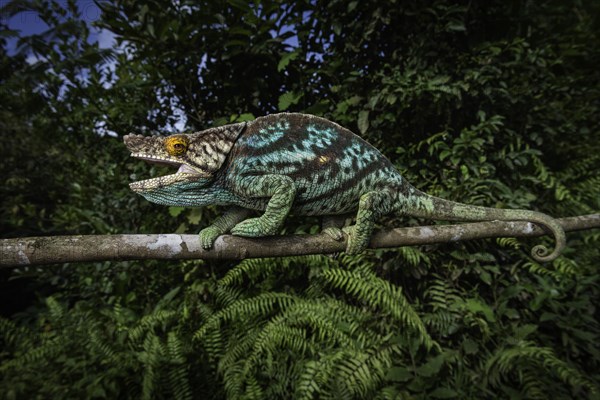 An adult male Parsons chameleon