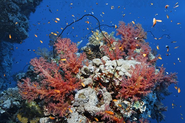 Coral block densely covered with Klunzingers soft coral