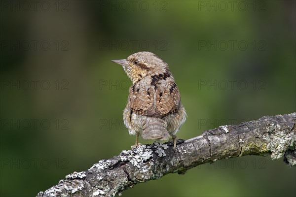 Eurasian wryneck