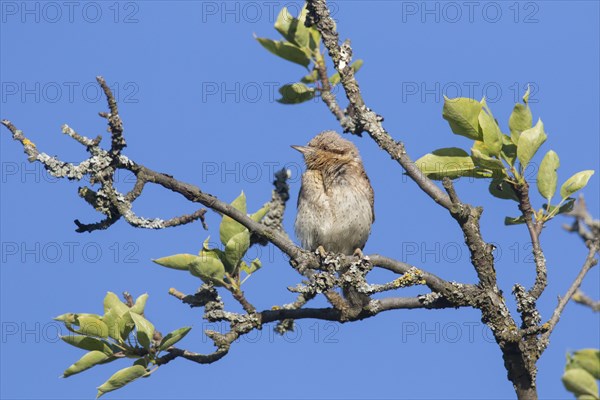 Eurasian wryneck