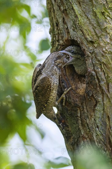 Eurasian wryneck