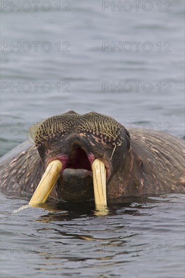 Walrus