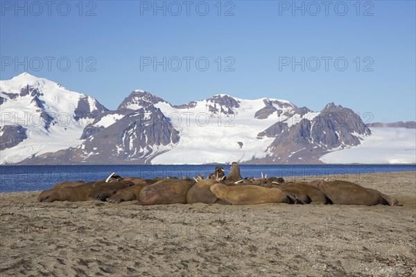 Group of male walruses