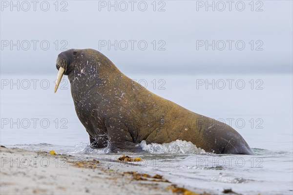 Walrus