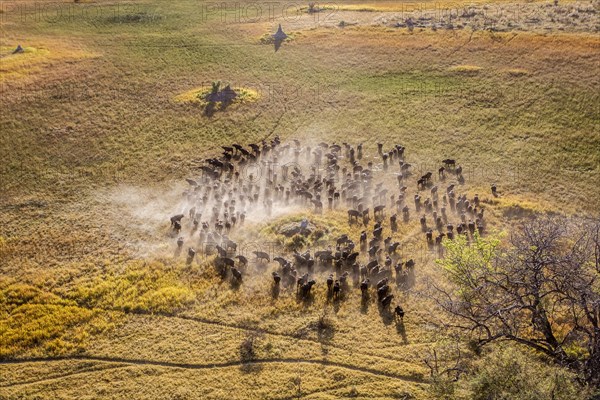 Aerial view of a Buffalo herd in the countryside of the Okavango Delta. Animal paths