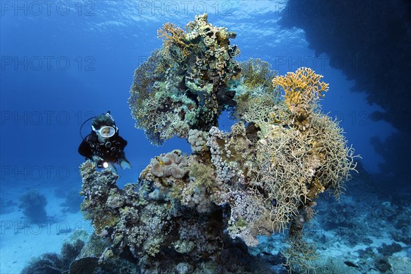 Female diver