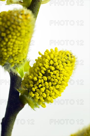 Flowering willow