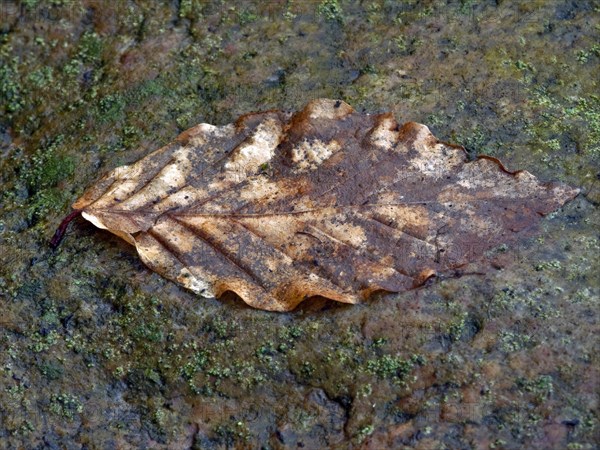 Beech leaf on a rain-soaked stone