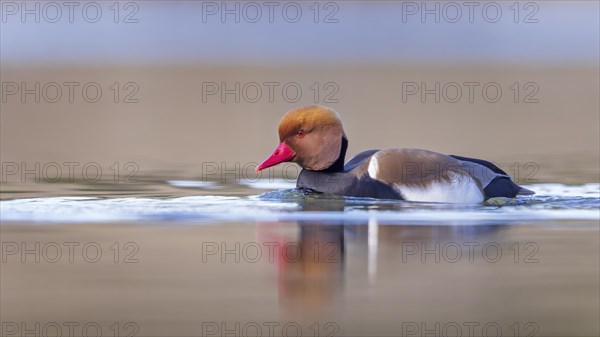 Red-crested Pochard