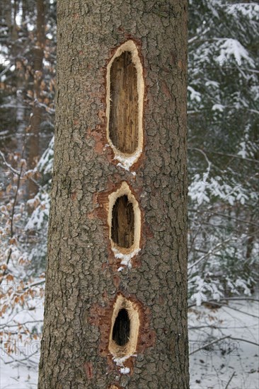 Black woodpecker