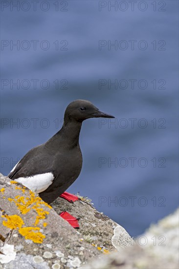 Black guillemot