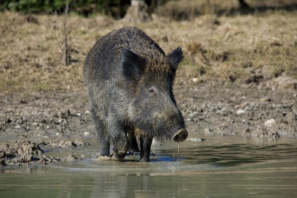 Wild boar