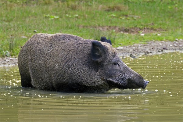 Wild boar