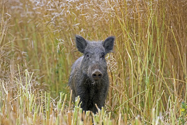 Solitary wild boar