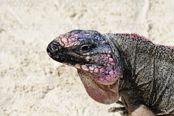 Rock Iguana