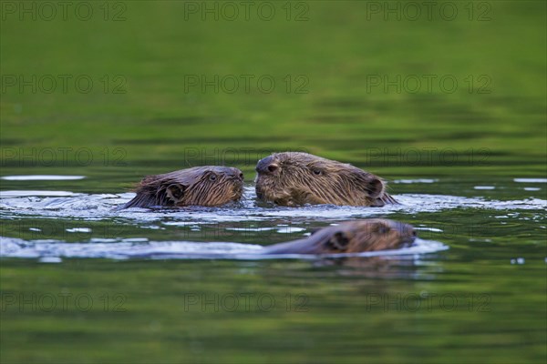 Eurasian beaver