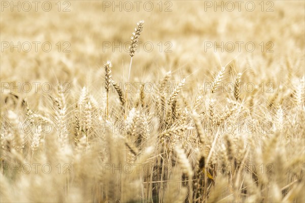 Triticale in a field