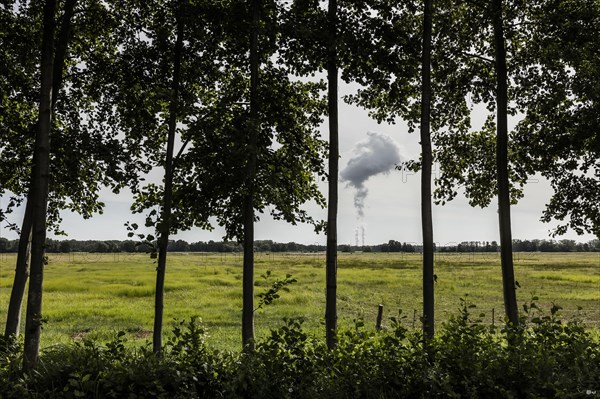 The Jaenschwalde coal-fired power plant looms behind trees in Dissen-Striesow