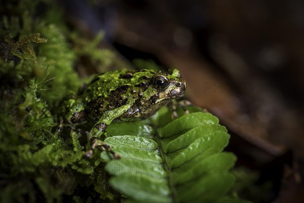 A rain frog