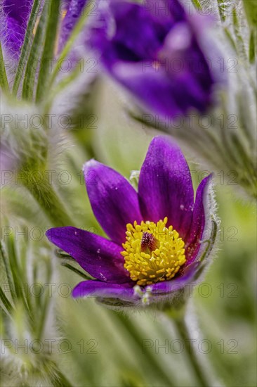 Styrian pasque flower