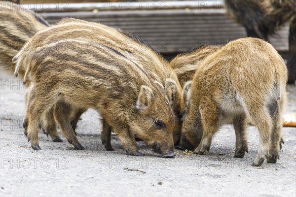 Wildpark im Grafenberger Wald