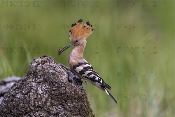 Hoopoe