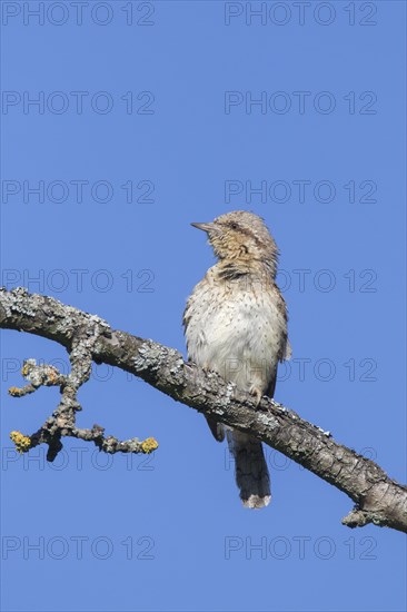 Eurasian wryneck