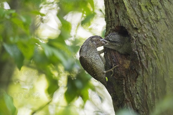 Eurasian wryneck