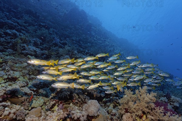 Shoal of fish