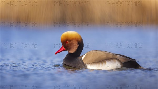 Red-crested Pochard