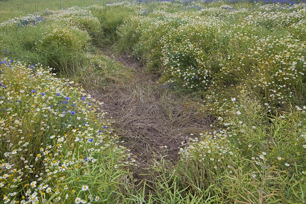 Field rooted up by Wild Boars