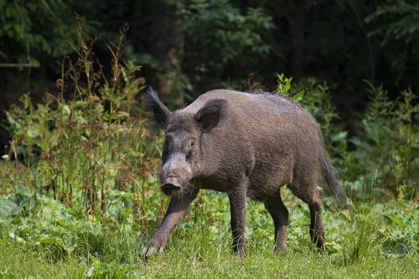 Wild boar