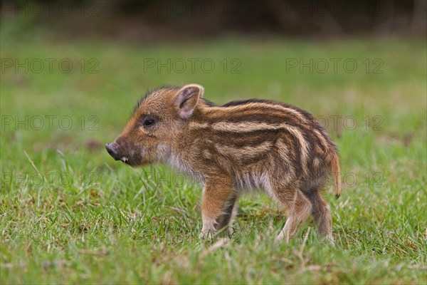 Wild boar