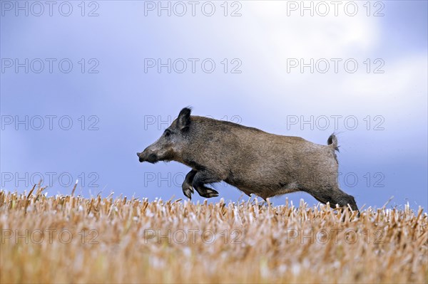 Solitary wild boar