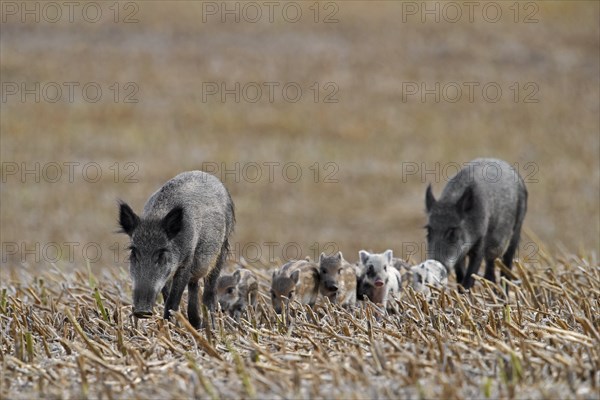 Wild boars