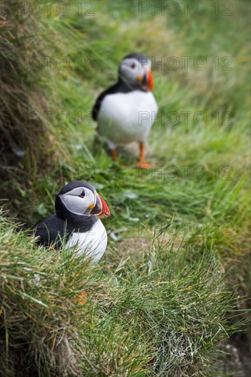 Atlantic puffin