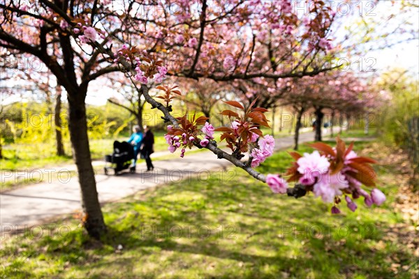 Blossoms of a cherry tree in Berlin